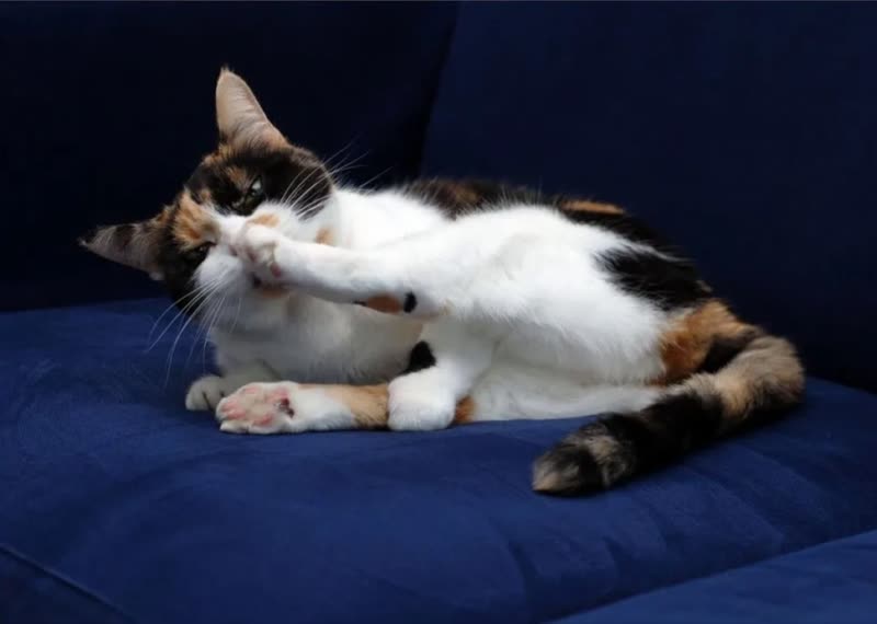 A calico cat stretched out on a dark blue sofa, grooming its paw