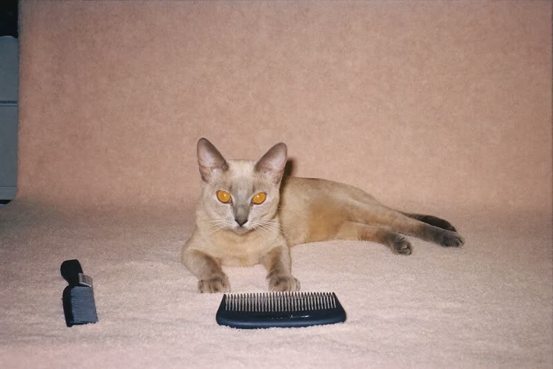 A cat resting on a grooming table beside a brush and towel
