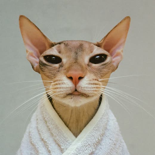 A cat wrapped in a towel after a bath